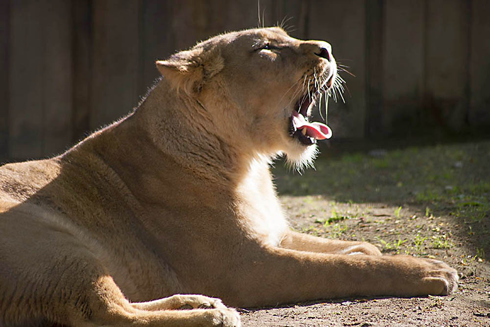 Der Zoo Neuwied war einer der Ausflugsziele. Archivfoto: Wolfgang Tischler