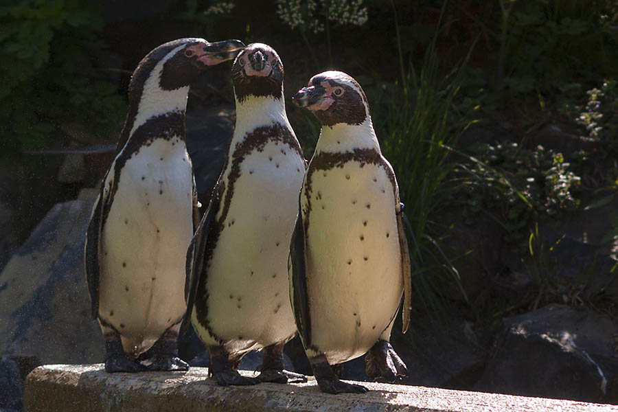 Konkursankündigung Zoo Neuwied löst Entsetzen in der Region aus