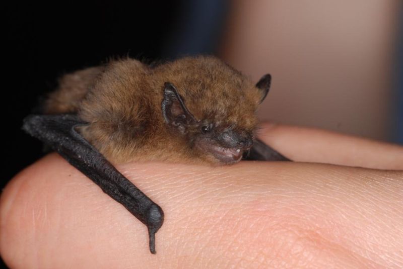 Zwergfledermaus. Foto: Volker Hartmann, NABU.