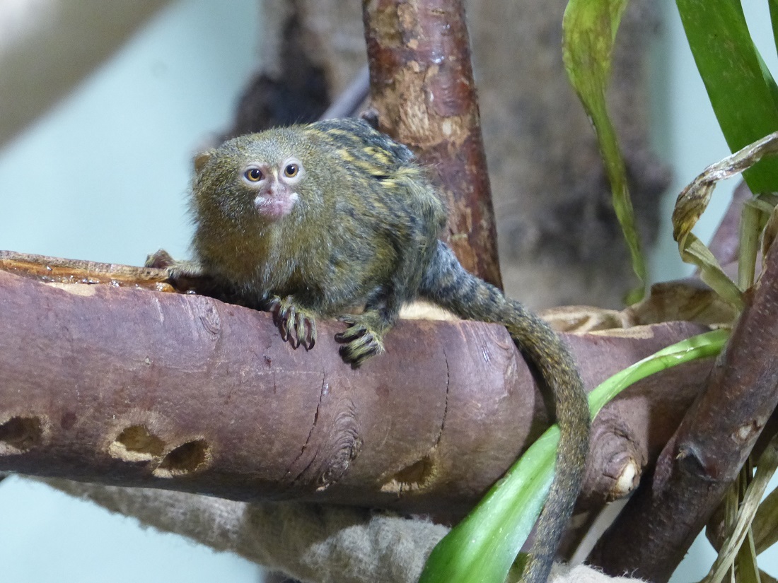 Zu sehen: Zwergseidenffchen. Diese Art sind die kleinsten Affen der Welt. (Foto: privat)