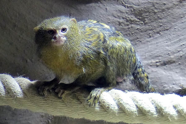 Kleinste Affen der Welt im Zoo Neuwied zu sehen