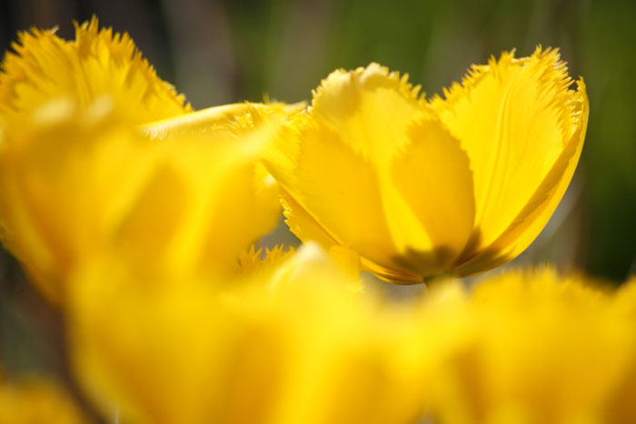 Mittlerweile sind die Tulpen verblht. Sie mssen nun, wie die anderen Zwiebelpflanzen gedngt werden. Foto: Wolfgang Tischler