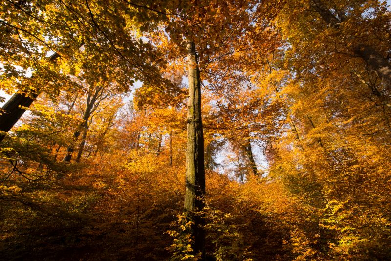 Indian Summer im Nationalen Naturerbe Stegskopf