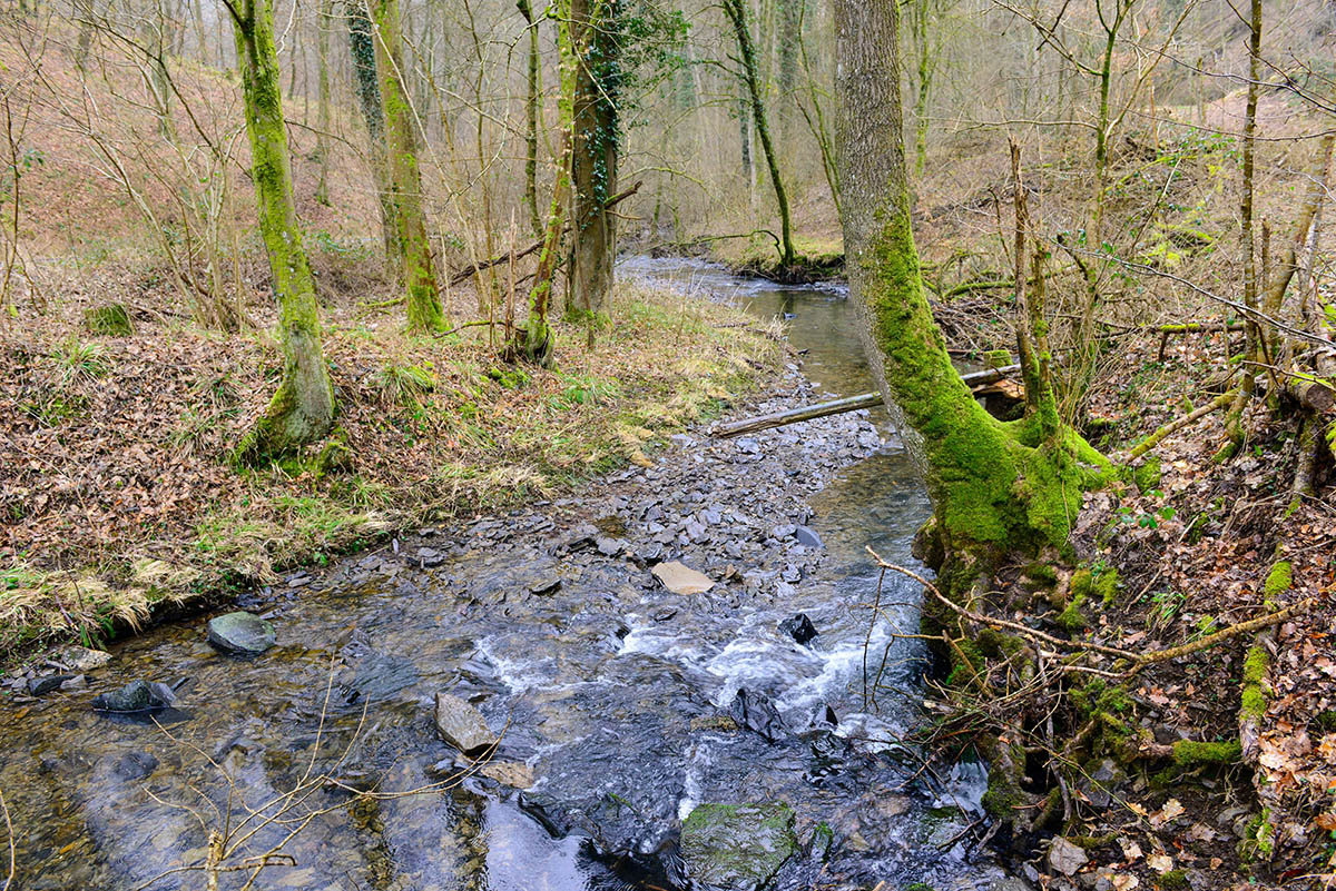 Foto: Harry Neumann/NI - Fockenbachtal