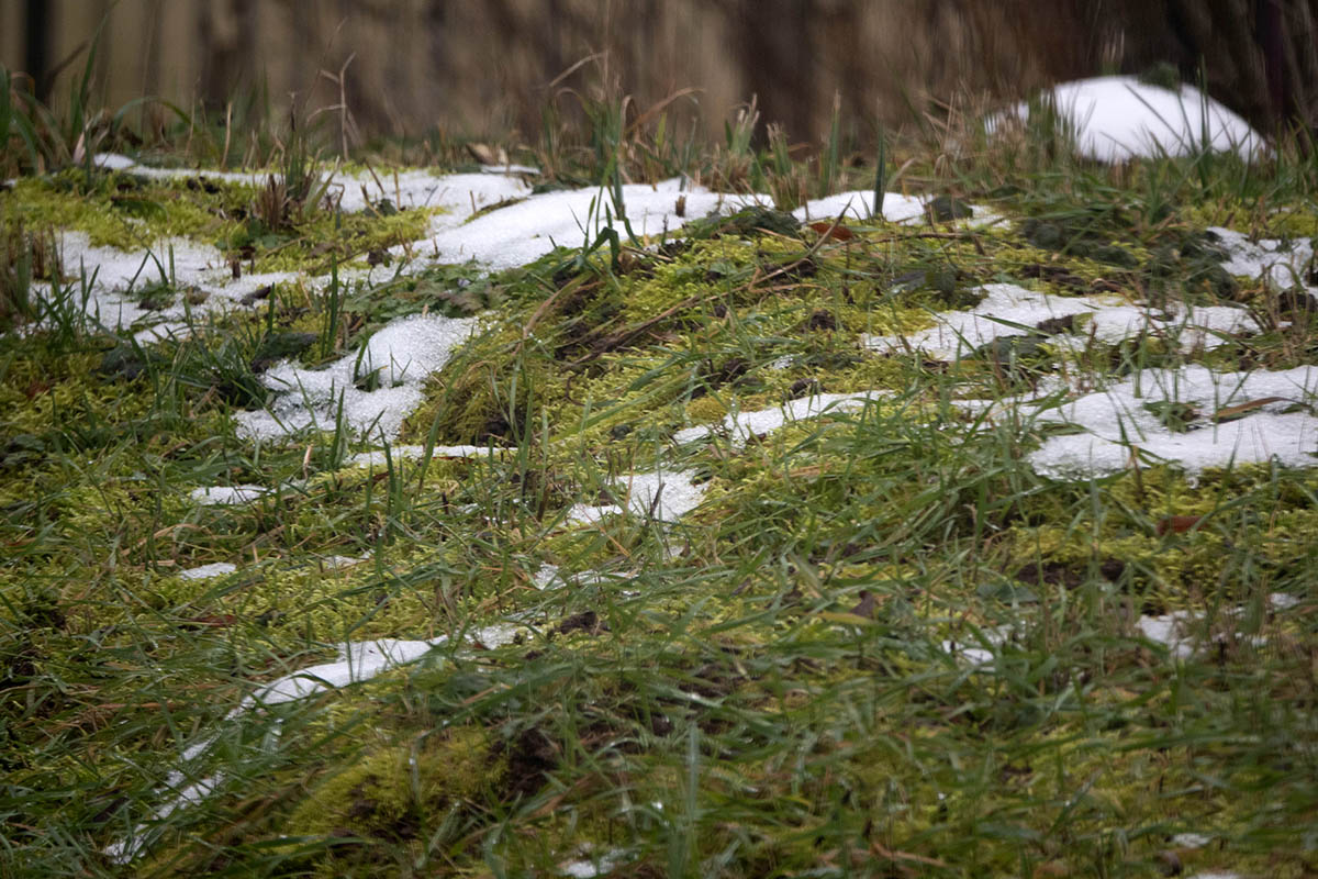 So langsam wird der Schnee verschwinden. Foto: Wolfgang Tischler