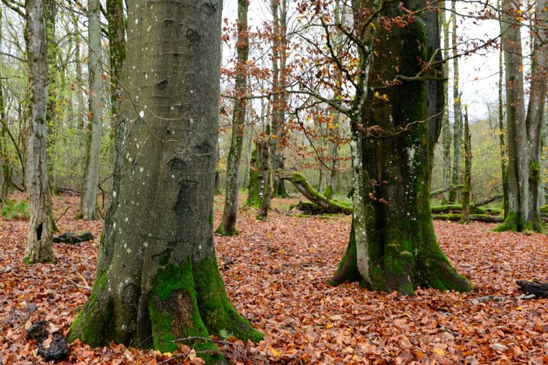 Alt- und Totholzbestnde im Nationalen Naturerbe Stegskopf. Fotos: NI