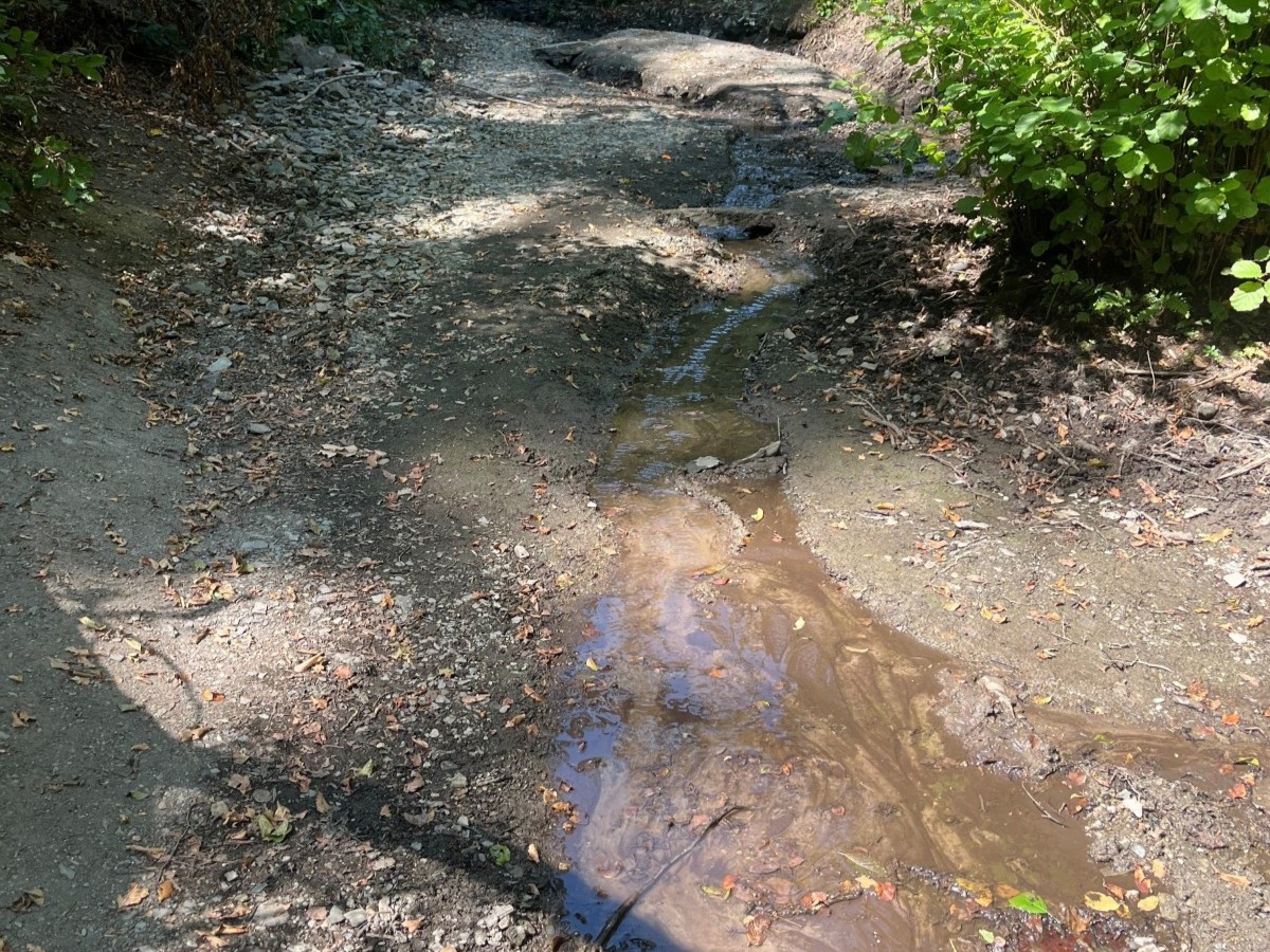 Die gesunkenen Wasserst�nde und hohe Verdunstungsraten, an denen auch der bislang einsetzende Regen bis jetzt nichts Wesentliches �ndert, haben gravierend negative Auswirkungen auf alle Pflanzen und Tiere. (Foto: Michael Vogel/Kreisverwaltung Neuwied)