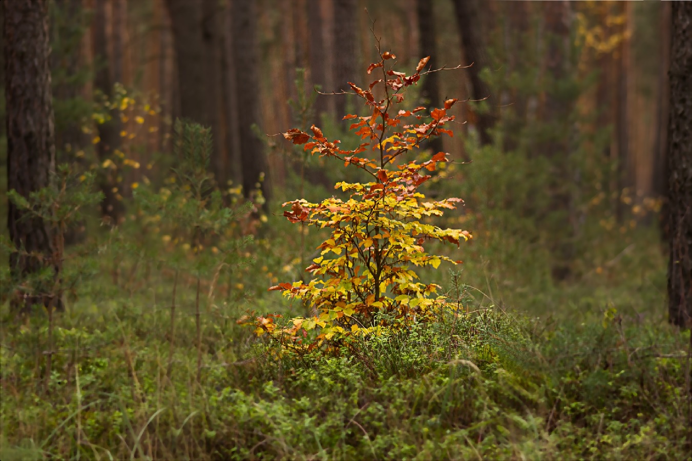 Vortrag in Altenkirchen: Der natrliche Wald  wie sieht er aus?