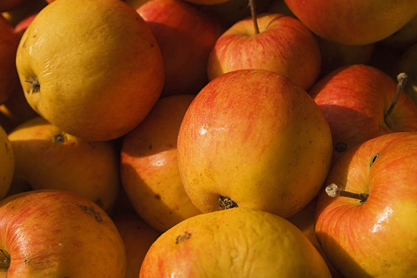 Vielfalt schmecken und entdecken  Wettbewerb fr Kitas