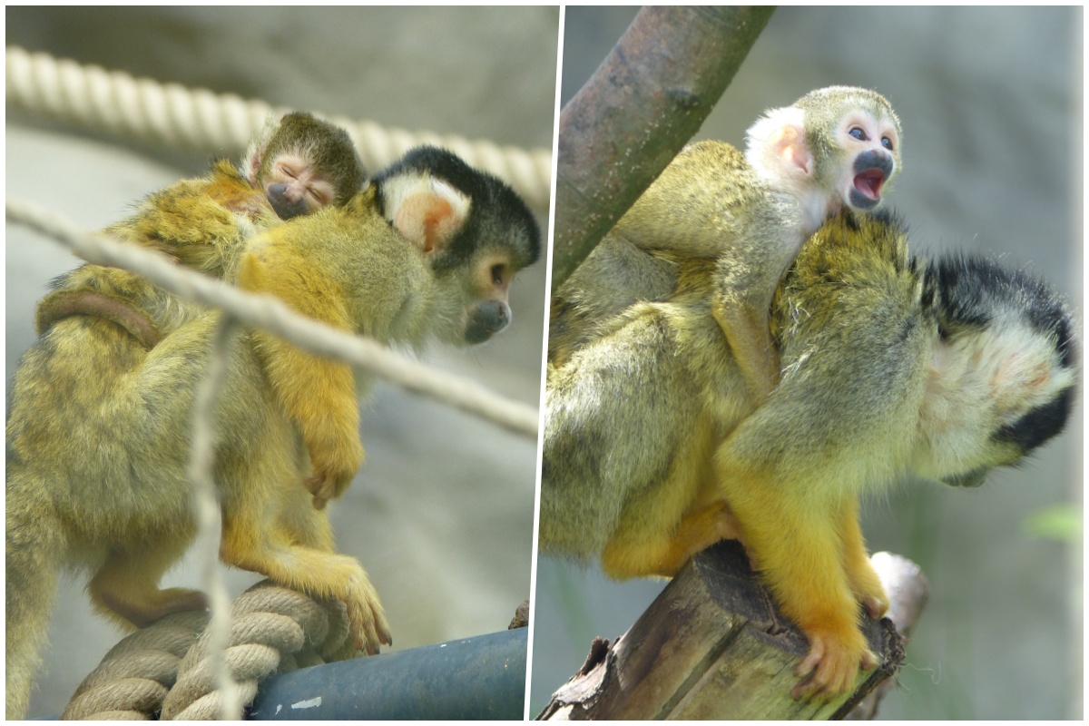 Bei Mama ist es doch am besten - die kleinen Totenkopfffchen sorgen fr viel Freude im Zoo Neuwied. (Fotos: Zoo Neuwied)