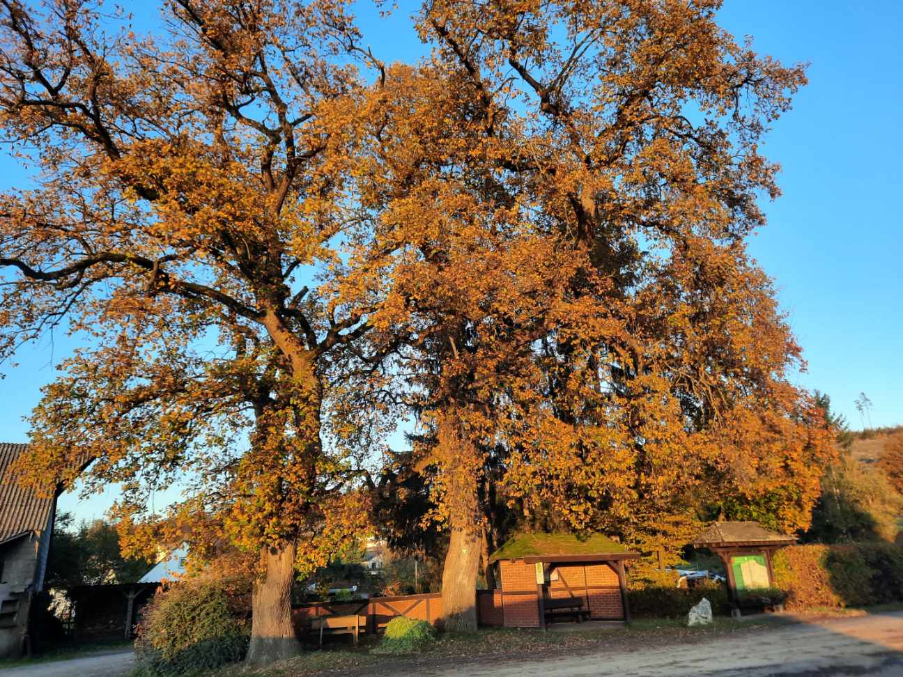 Die Alten Hofeichen des Steckensteiner Hofes zeigten sich noch vor kurzem bei strahlendem Sonnenschein im herbstlichen Gewand. (Foto: Ortsgemeinde Mittelhof)