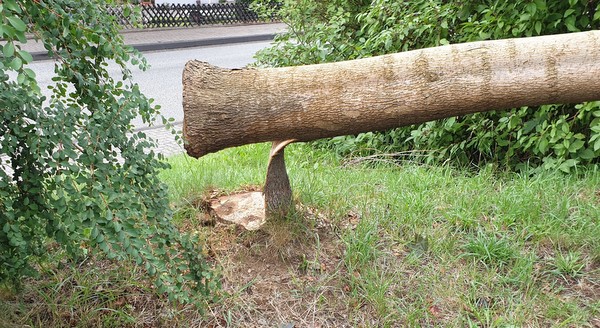 Der angesgte Stamm des Ahornbaums. Im Hintergrund ist die Scheuerfelder Strae zu sehen. Der Baum ist in Richtung Drosselweg gefallen. (Foto: Polizei)