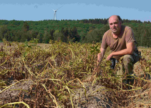 Landwirtschaftsmeister Gerd Hoffmann auf dem Kartoffelacker. Auch das trockene Kraut ist auf den Dmmen zu sehen. Foto: (tt)