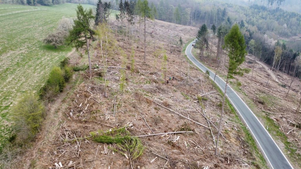 3000 Bume fr einen neuen Wald