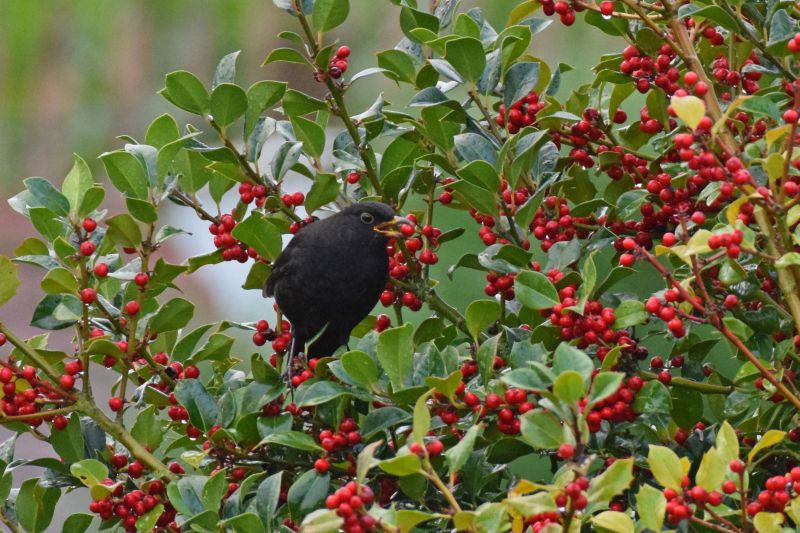 Warum können Vögel giftige Beeren fressen?