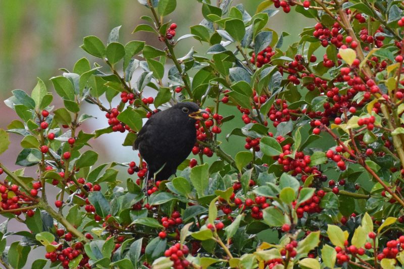 Mnnliche Amsel in einem noch viele Frchte tragenden Ilex-Strauch am 9. Januar 2019. Foto: Immo Vollmer, NI