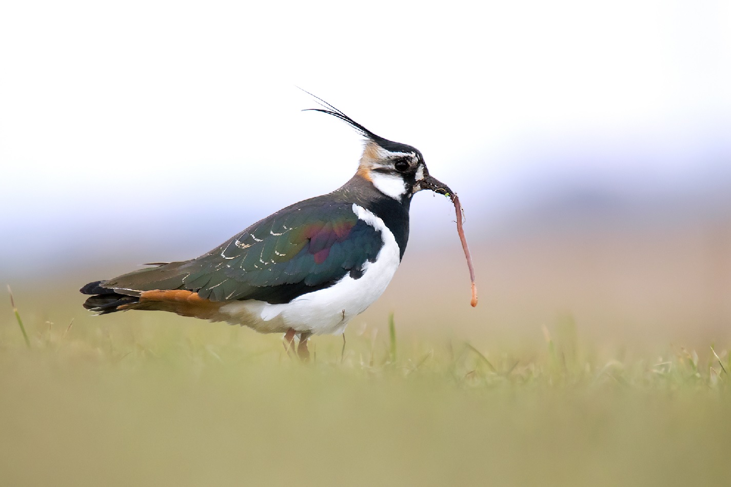 Kiebitz gekrt zum Vogel des Jahres 2024: Stark gefhrdeter Luftakrobat in Fokus gerckt