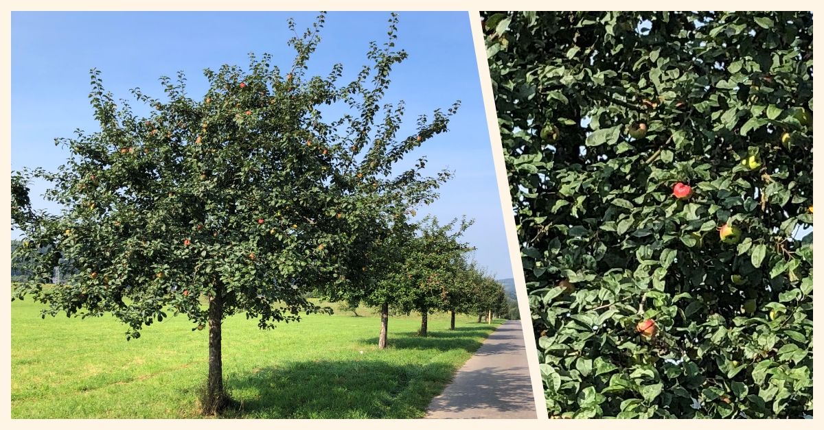 Die Apfelbume in Pracht knnen geerntet werden. (Foto: Ortsgemeinde)