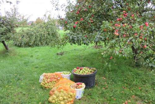 Gemeinsame Apfelernte in Pracht startet am 15. September 