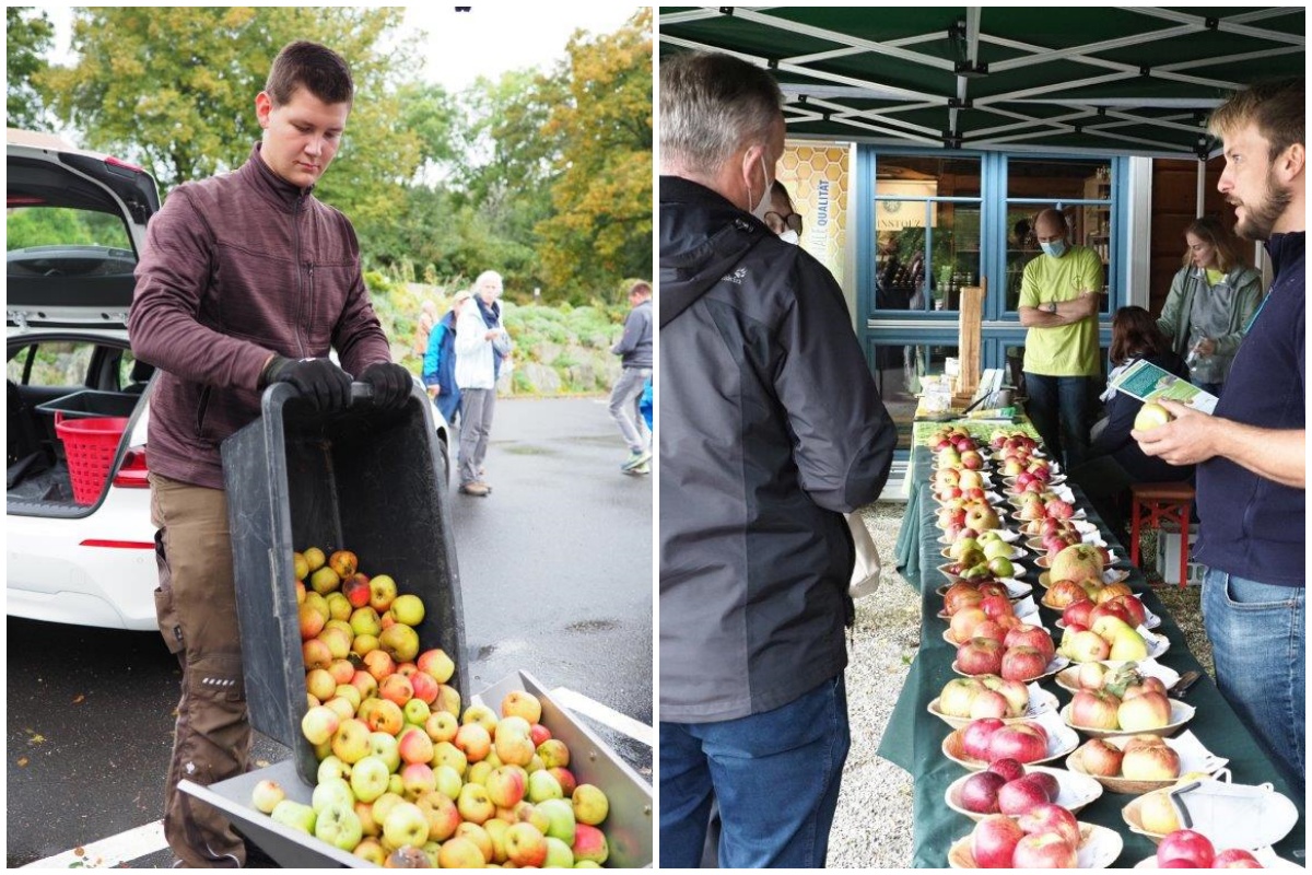 Der Apfel ist der Star des Tages - Apfeltag in Stahlhofen