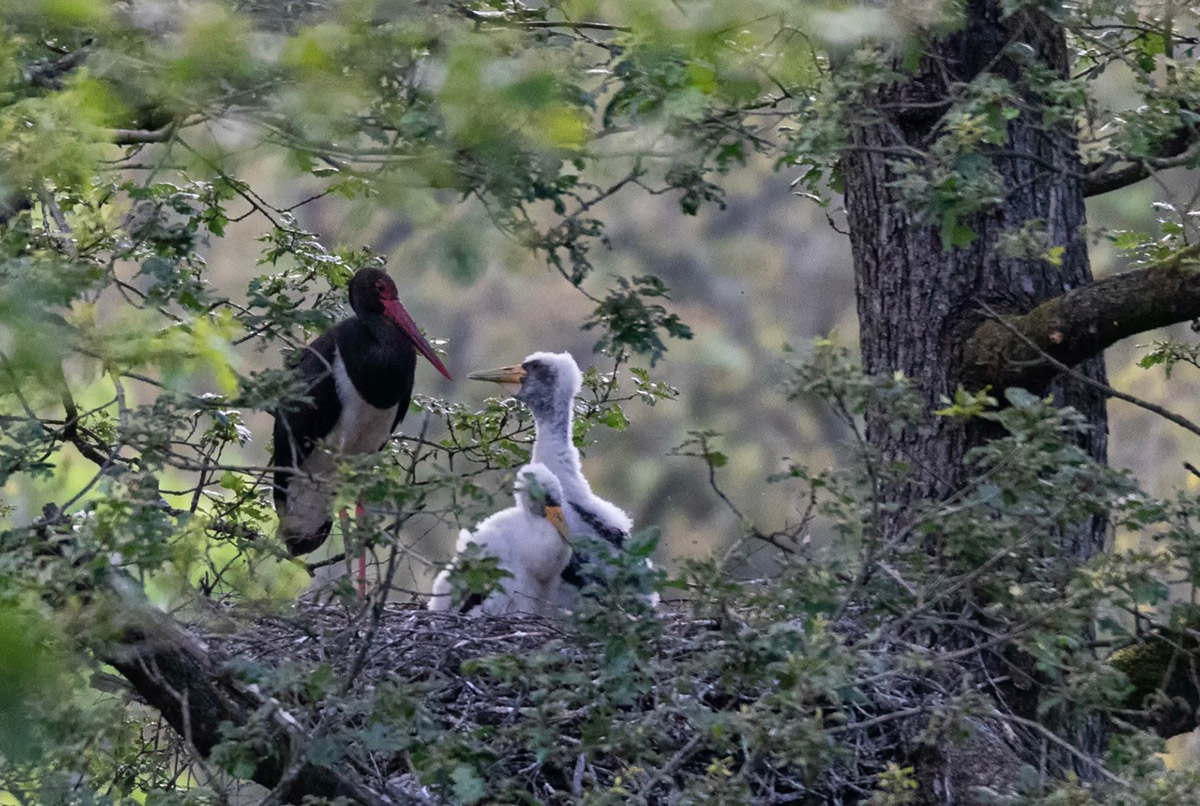 Schwarzstorch und andere windkraftsensible Arten gibt es in der Region des Wippetals. Hier auf dem Foto: Familie Schwarzstorch. (Foto: Reinhard Zens)