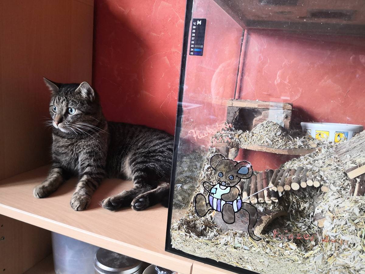 Grausame Tierqulerei in Nomborn - Hauskatze wurde gekpft