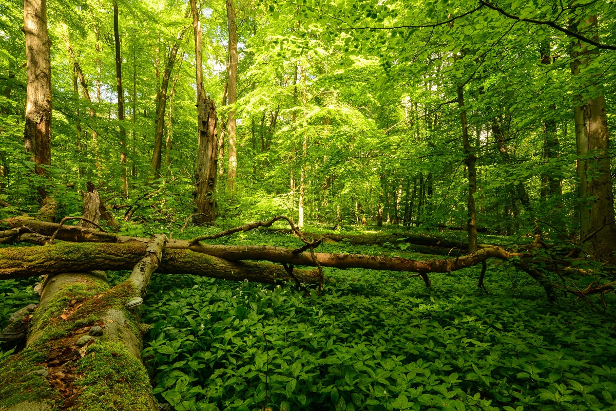 Strukturreicher Buchenmischwald mit Alt- und Totholz. (Foto: Harry Neumann)