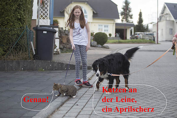 April, April - Katzen weiter in Freiheit