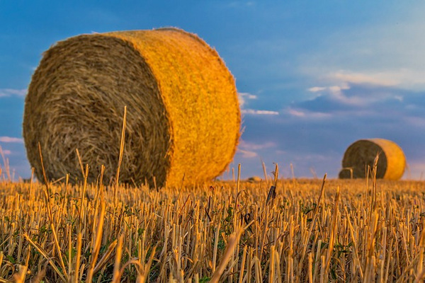 Nahezu alle landwirtschaftlichen Kulturen litten unter der enormen Trockenheit des Jahres 2019, hie es bei der Erntepressekonferenz in Andernach. (Foto: Robert Balog auf Pixabay) 