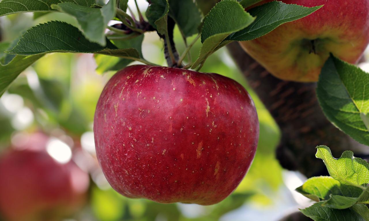 Kleines Einmaleins des Obstbaumschnitts