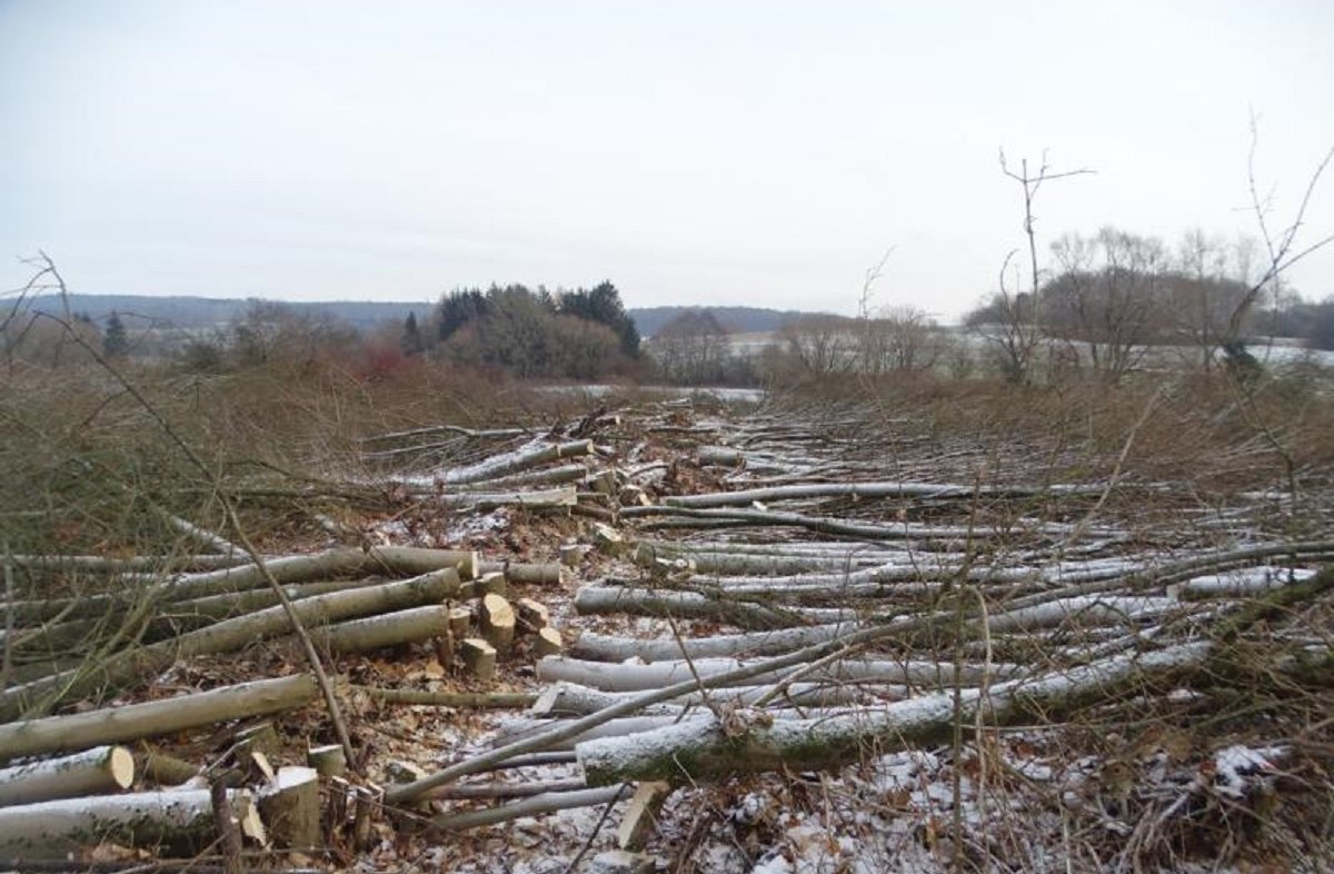 Baumfllungen vor Gewerbegebiet Rennerod Sd - Klare Forderungen an den Stadtrat