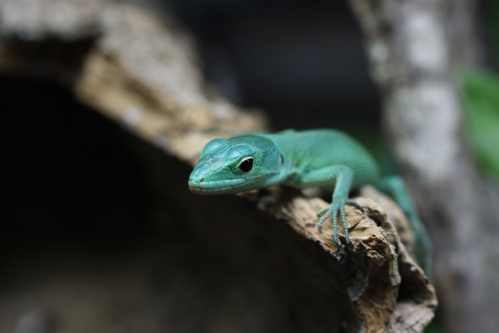 Ein Zooschul-Terrarium als neues Territorium