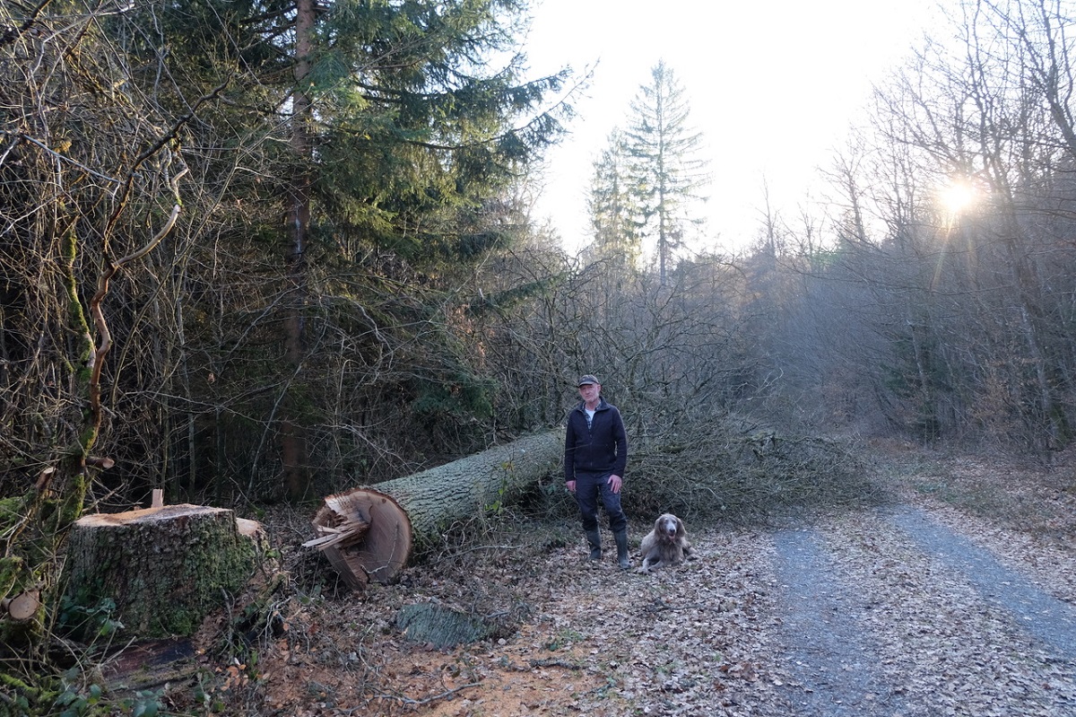 250 Jahre alte Eiche gefällt: Baumfrevel im Katzwinkeler Forstrevier macht fassungslos