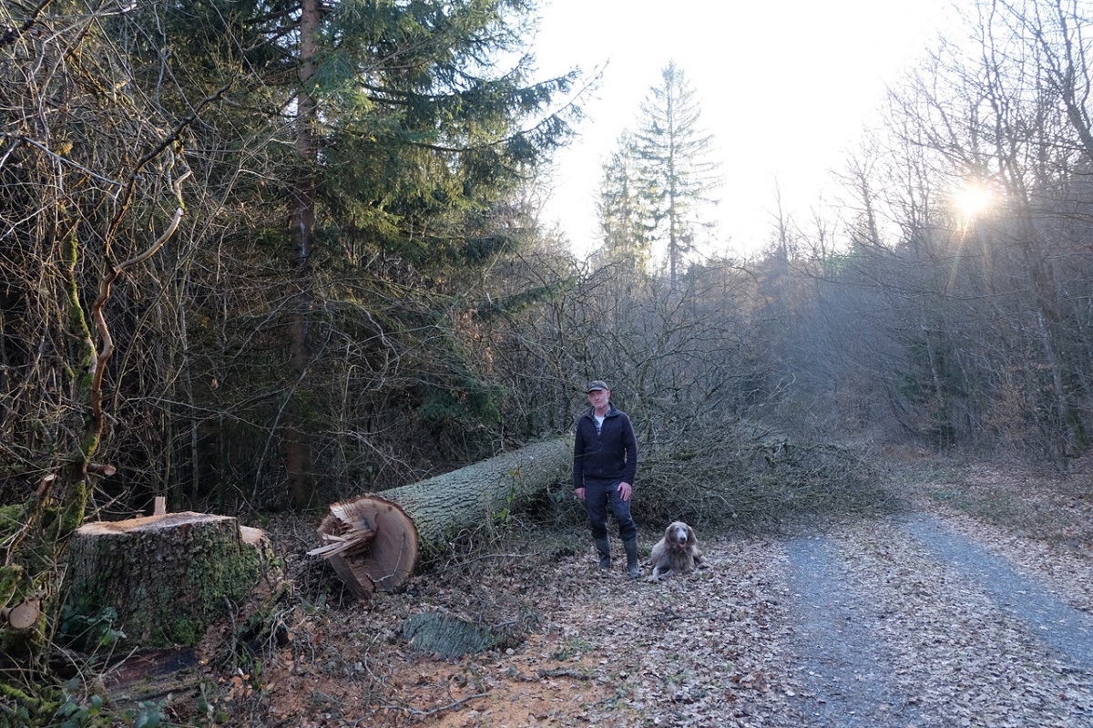 Katzwinkels Revierfrster Reinhard Zens ist fassungslos. Seit mehr als 15 Jahren werden in seinem Revier keine gesunden Eichen gefllt und nun solch eine Untat gegen die Natur. (Foto: KathaBe)