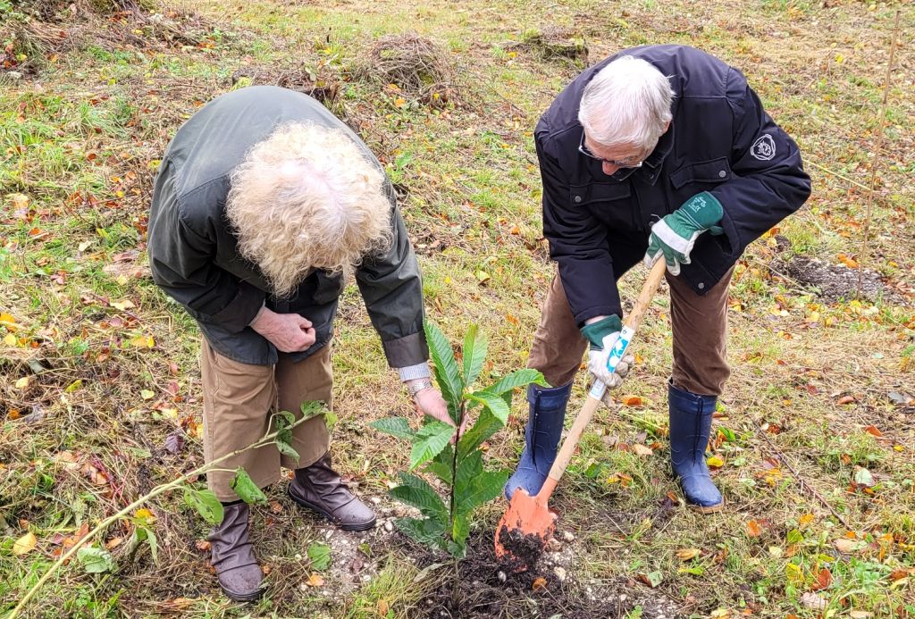 Die Baumpatinnen und Baumpaten konnten selbst aktiv werden und ihre Bume pflanzen. Fotos: Stadt Bendorf