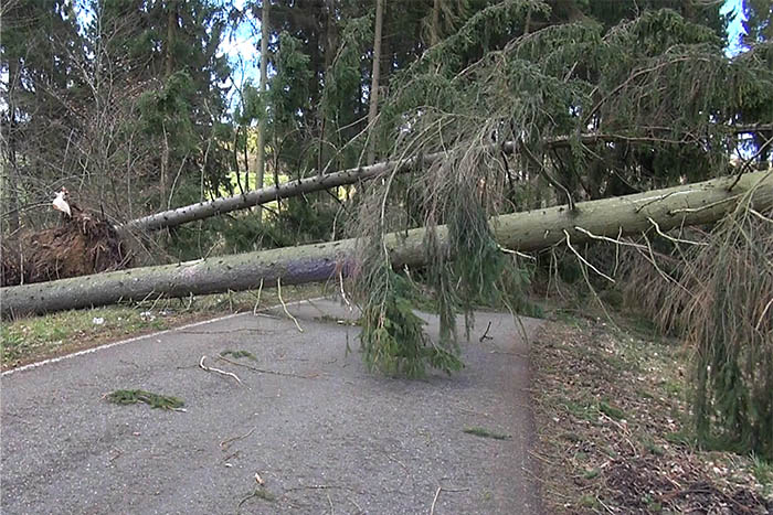 Umgestrzter Baum auf Autobahn A 3