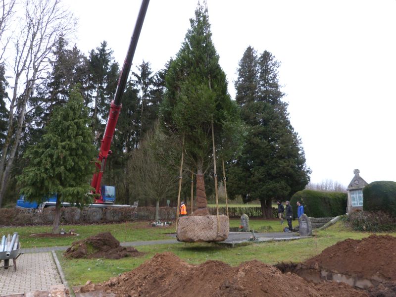Der Lebensbaum schwebt zum neuen Standort. Fotos: Ortsgemeinde Vielbach