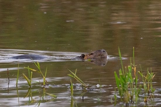 Biber im Freilinger Weiher. Foto: NI