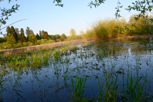 Die Naturschutzinitiative hat sich bereit erklrt, den Biberteich Freilingen ehrenamtlich zu betreuen, Exkursionen, Fhrungen und Naturbildung anzubieten und sich an der Beschilderung des Biberteiches mit Informationstafeln zu beteiligen. (Foto: Harry Neumann/NI) 