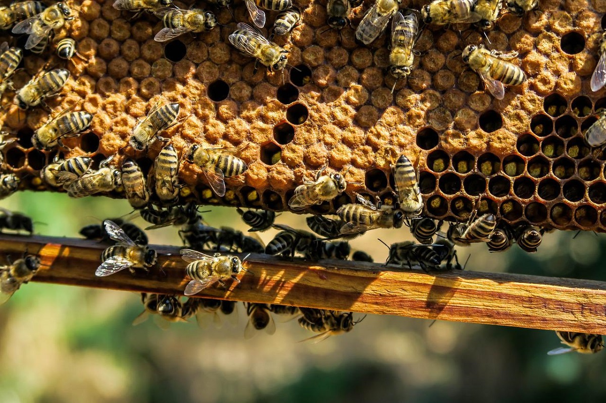 Spannende Einblicke in die Arbeit mit Honigbienen in Bad Hnningen