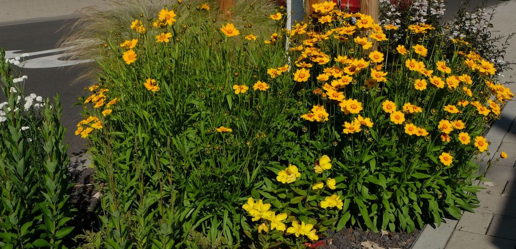 Bienenbeet. Foto: Pressebro der Stadt Neuwied