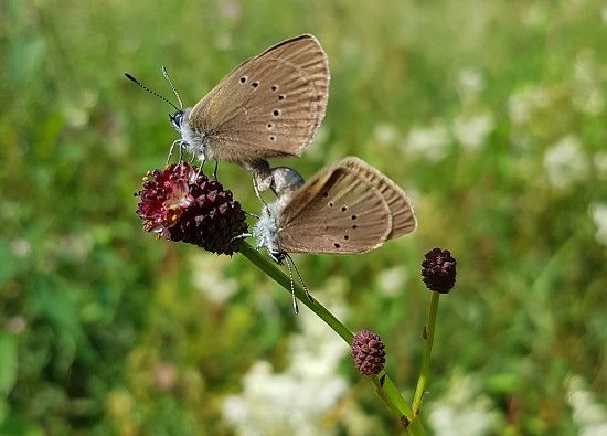 Dunkler Wiesenknopf Ameisenbluling (maculinea nausithous, bei der Paarung). Foto: Claudia Luber/NI