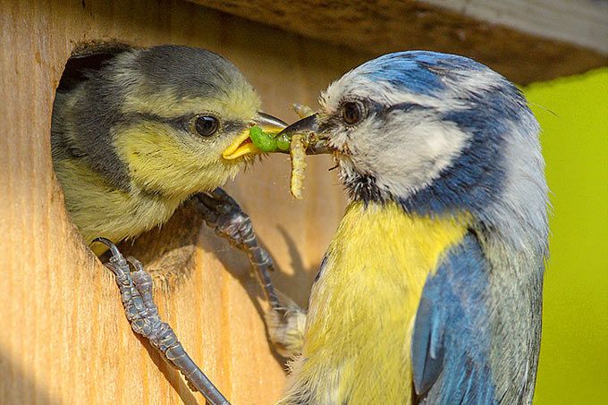 Blaumeise fttert Nachwuchs. Foto: NABU/Rita Priemer