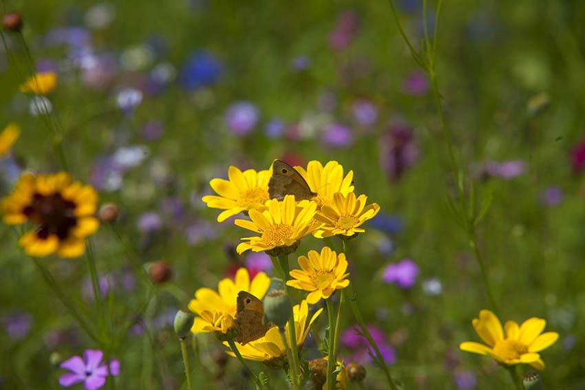 Wildblumenwiesen und Wiesenstreifen werden gemht