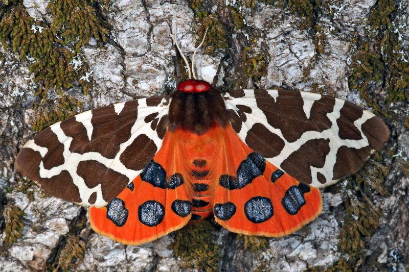 Brauner Br ist Schmetterling des Jahres 2021 