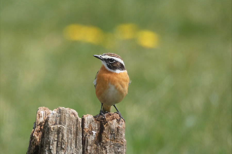 Braunkehlchen;  Volker Hartmann