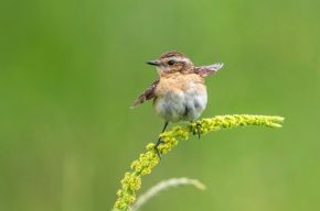 Junge Braunkehlchen brauchen unbedingt Insekten - sonst verhungern sie. Foto: NABU