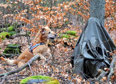 Rettungshund HuelHunter Eyl of a Hurricane (Cane) von der BRH Rettungshundestaffel Westerwald e. V. bestand die jhrlich notwendige Wiederholungsprfung fr den Bereich Flche und Trmmer. (Foto: Verein)