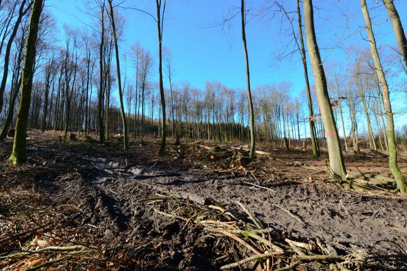 NI kritisiert Kahlschlag im Helferskirchener Buchenforst