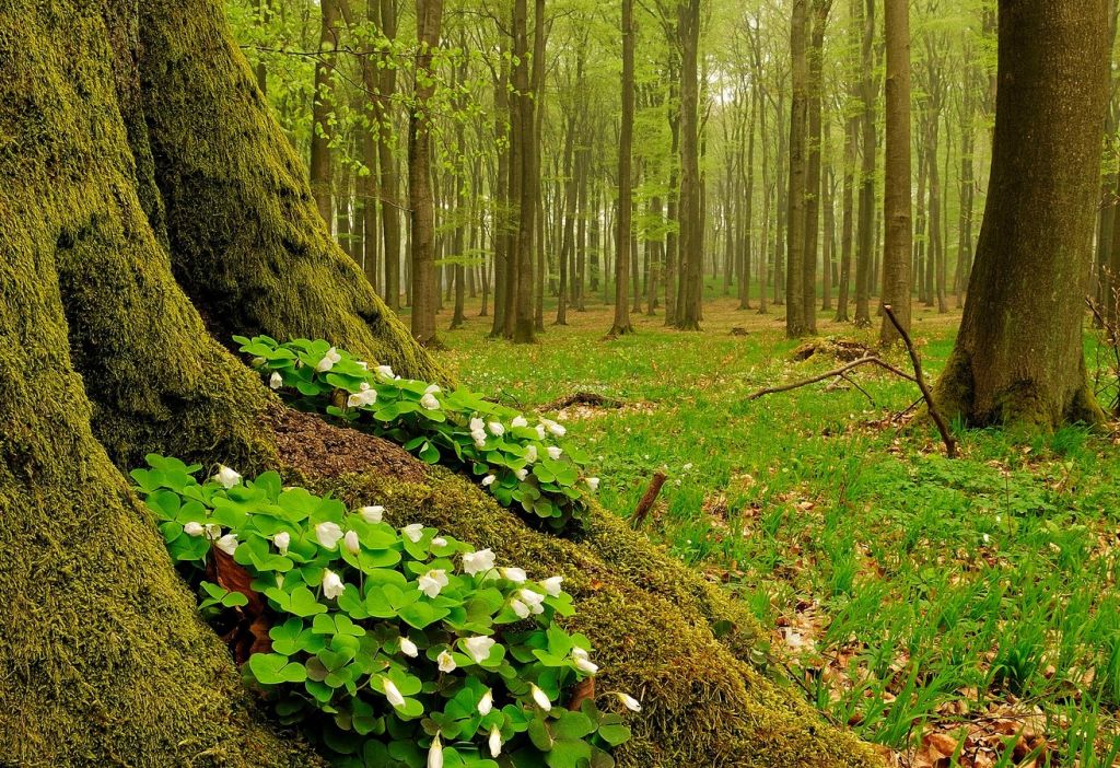 Wald ist Leben  Landesforsten Rheinland-Pfalz macht zum internationalen Tag der Wlder mit einer Fotoaktion auf die Leistungen des Waldes aufmerksam. Foto: wald.rlp.de / Lamour/Hansen